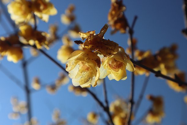 黄色梅花