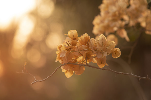 三角梅美丽花