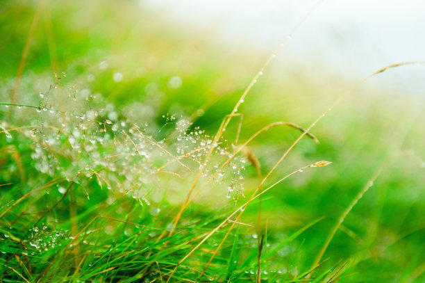 谷雨时节