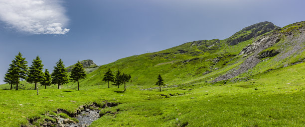 阳光森林小路,高清全景