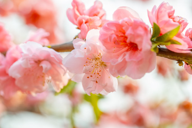 阳春三月桃花盛开