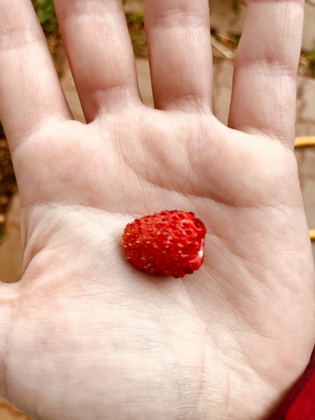 待摘草莓