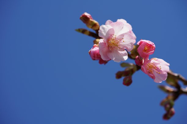 高清春天绚丽粉红色樱花实拍