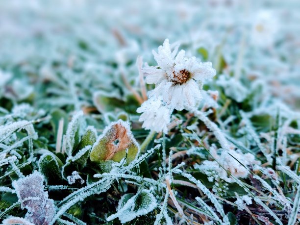 雪地花草图片