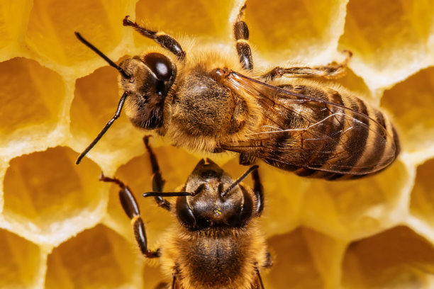 密密麻麻的蜜蜂