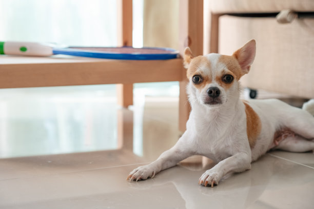 孤单狗犬小狗孤独寂寞