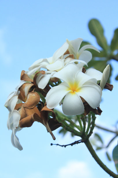 夏天,黄色,芳香的