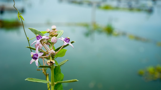 蓝天和紫花