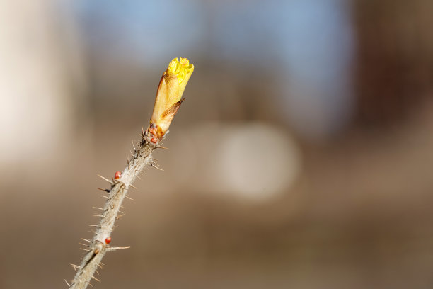 玫瑰花树