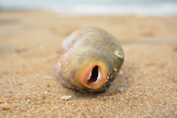 海中生物