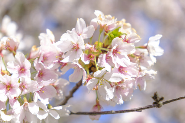 日本奈良樱花