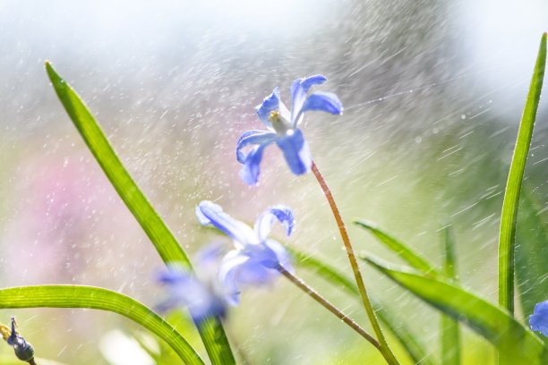 高清花蕊