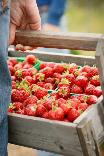 草莓水果夏天新鲜清新