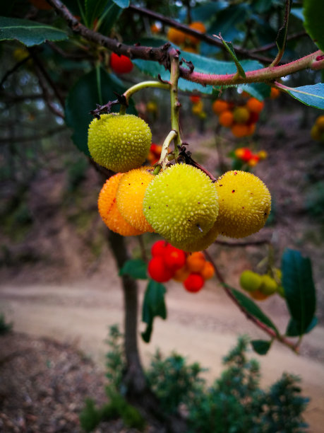 草莓季