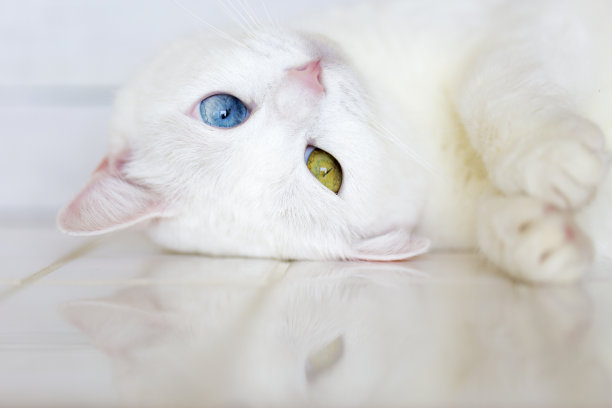 优雅蓝猫