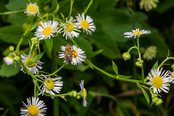 高清菊花