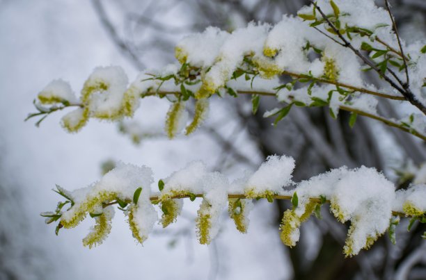 雪中的柳树