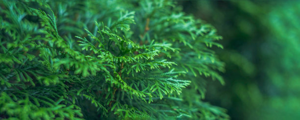 柏树树叶树枝植物背景