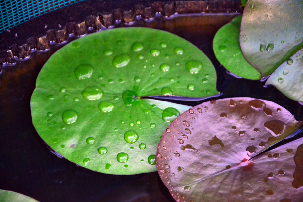 夏雨荷