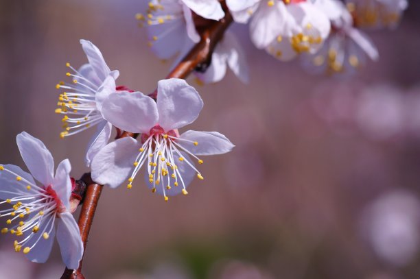 红色樱花