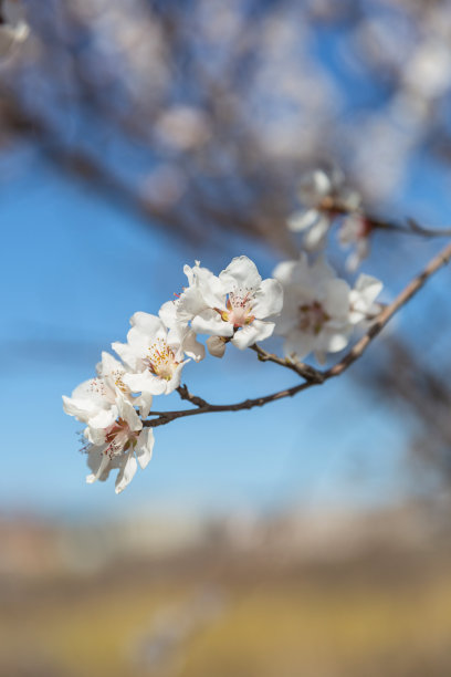 蓝色圆圈花