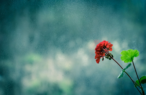 雨中的花朵