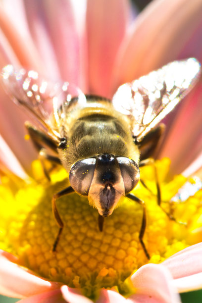 黄色花朵上的蜜蜂