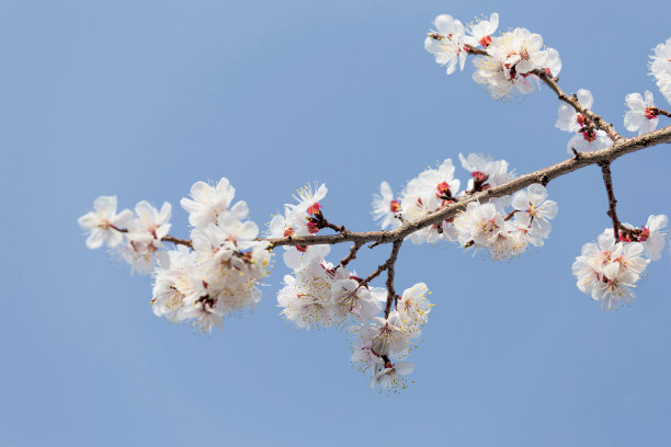 杏花时节