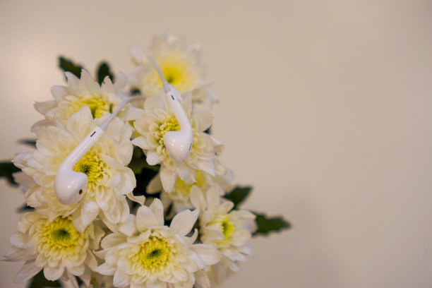 鲜花菊花树叶植物花纹