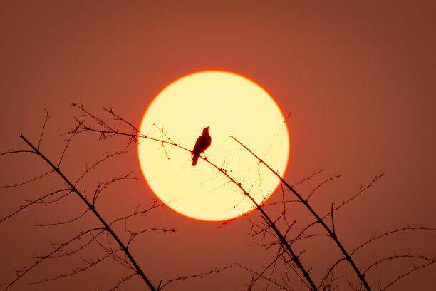 夕阳下展翅的雄鹰