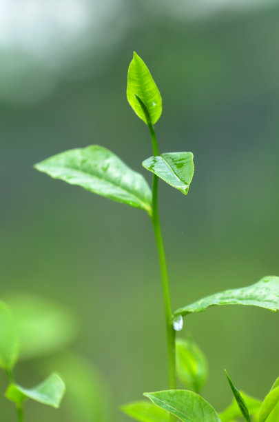 鲜花堆