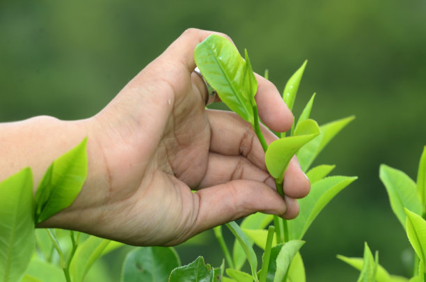 茶园茶树