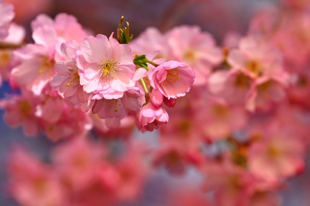 春天逆光下的美丽樱花