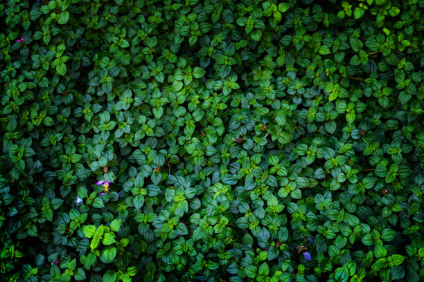 植物墙,绿叶背景