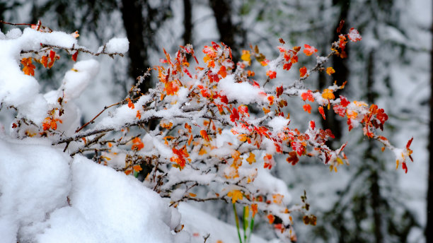 白雪黄叶图