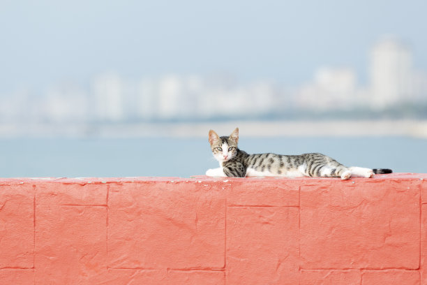 一只白色的流浪猫