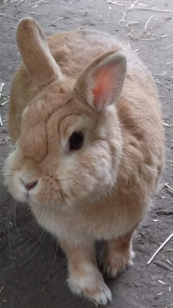 爱漂亮的小兔子