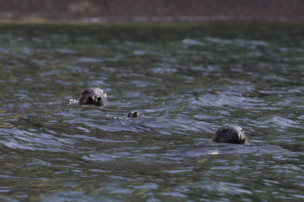 海豹在水中游动