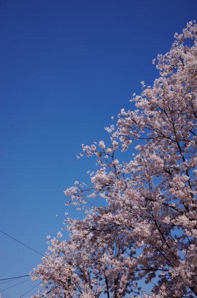 清新手机壁纸夏日花草