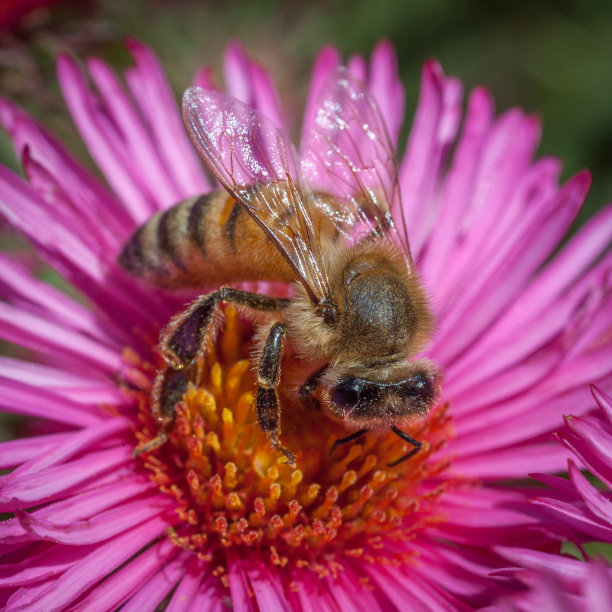蜜蜂高清