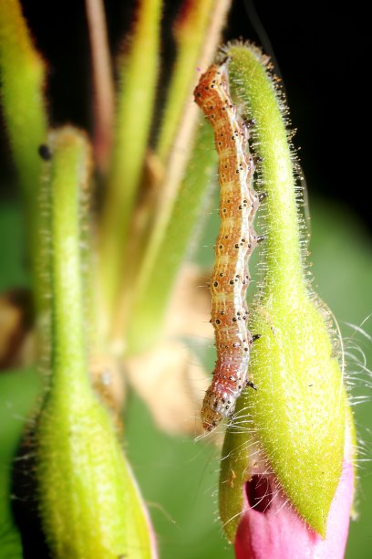 植物上的毛虫特写镜头