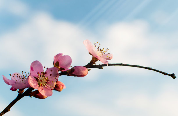 春暖花开春季桃花蓝天