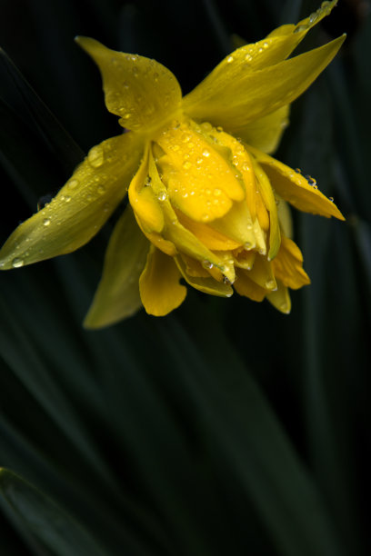 下雨天小黄花