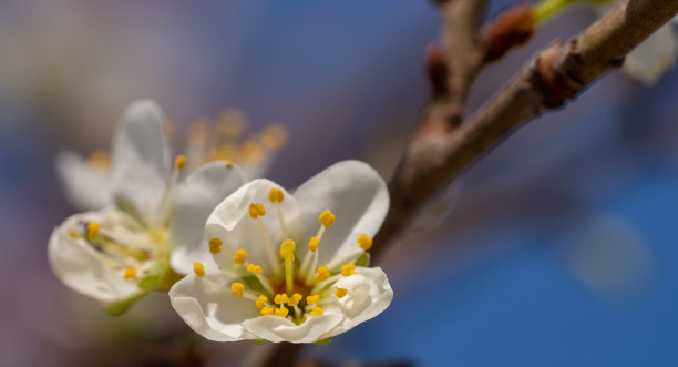 杏花时节