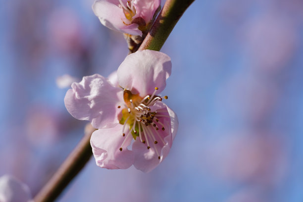 桃花摄影