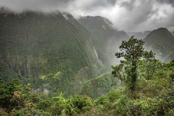 火山植物