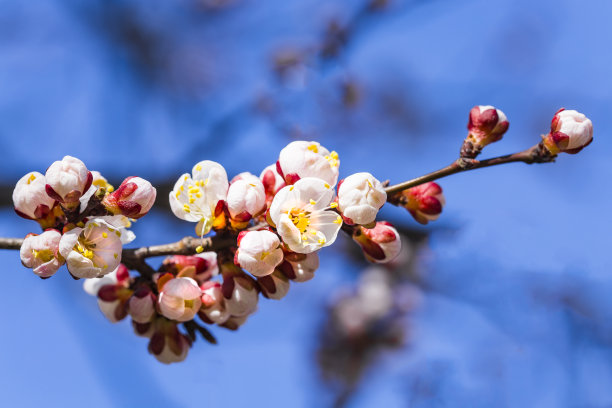 李树的花