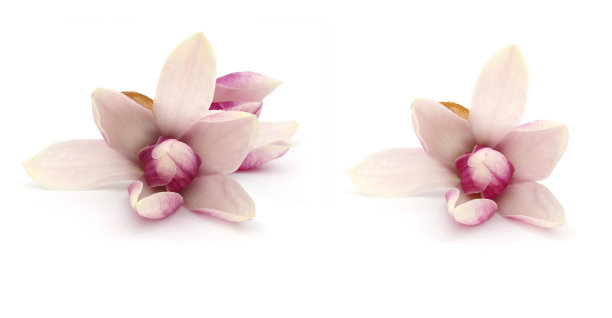 白玉兰花卉图片