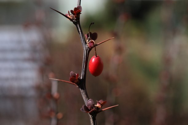 红刺树