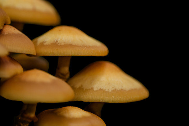 蘑菇的特写镜头